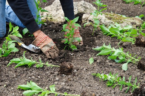 A close-up view of a gardener planting new shrubs in a prepared garden bed, with dark, rich soil and emerging greenery. The gardener's gloved hands are holding a small plant, positioning it carefully into the soil. Surrounding the planting area are additional young plants and plants with broad green leaves, indicating ongoing garden enhancement work. In the background, there are more established plants or bushes, with a natural outdoor environment visible under diffuse daylight conditions. This scene illustrates professional gardening practices typical of lawn and garden care services in Shepherds Bush, focusing on planting and landscape improvement, with a neat, well-maintained appearance relevant to local outdoor maintenance projects.